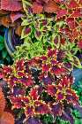 USA, Washington State, Sammamish. Coleus in planters in garden Art Print